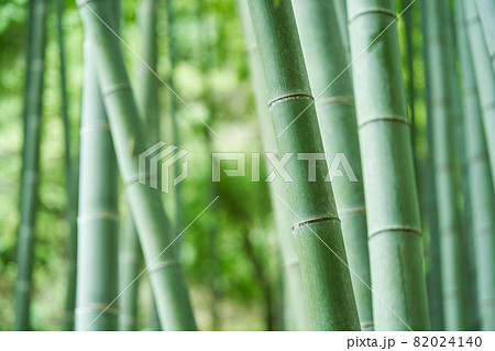 竹林 82024140