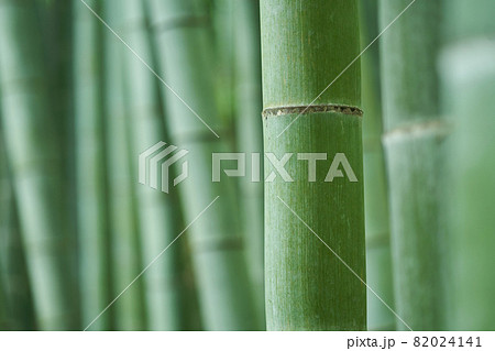 竹林 竹林 82024141