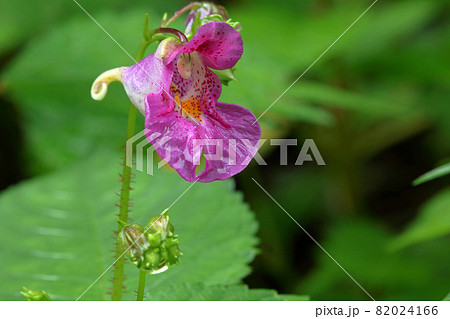 ツリフネソウの花一輪 服合間腱只見町 ツリフネソウの花一輪 服合間腱只見町 82024166