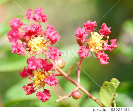 赤い色のサルスベリの花 82024489