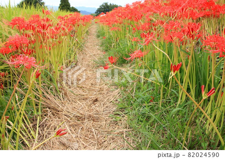 奈良県御所市　葛城一言主神社の彼岸花 82024590