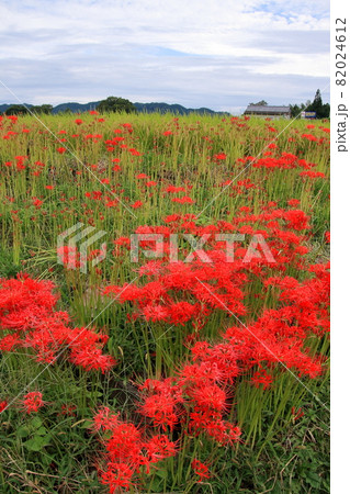 奈良県御所市　葛城一言主神社の彼岸花 82024612