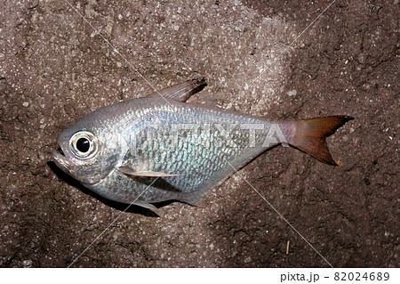 磯の夜釣りで釣ったミナミハタンポ 磯の夜釣りで釣ったミナミハタンポ 82024689