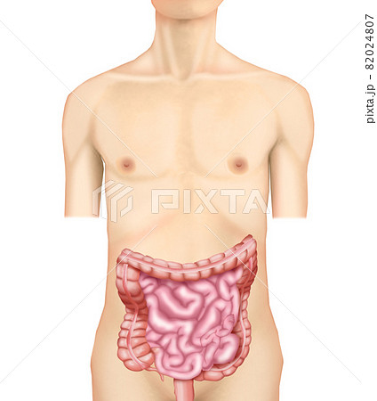 イラスト素材 大腸 小腸 リアル のイラスト素材