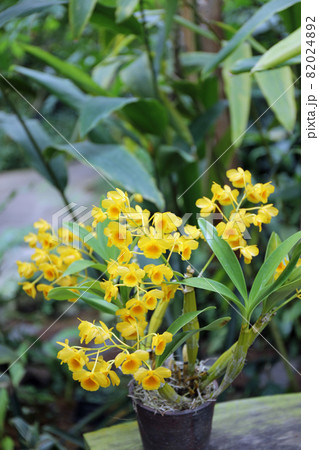 ランの花 82024892