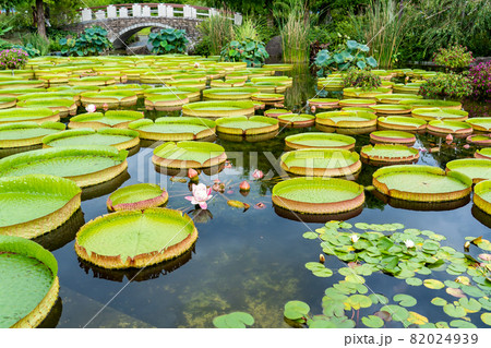 滋賀県草津市 水生植物公園みずの森のウォーターガーデン花影の池の写真素材 滋賀県草津市 水生植物公園みずの森のウォーターガーデン花影の池の写真素材