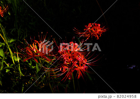 コロナ禍のお彼岸 コロナ禍のお彼岸 82024958