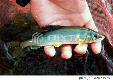 友釣りで掛かった鮎を手持ちで撮った 82024979