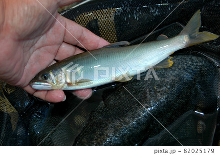 友釣りで掛かった鮎を手持ちで撮った 82025179