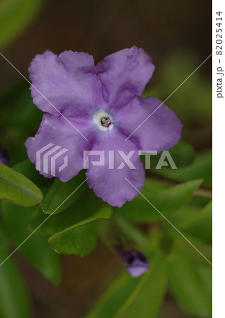 ニオイバンマツリの紫の花 82025414