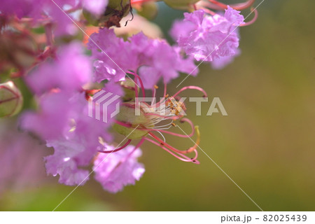 薄紫色のサルスベリの花 薄紫色のサルスベリの花 82025439