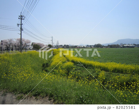 菜の花畑 82025581