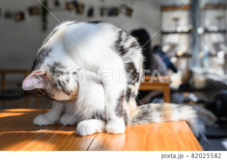 A cute cat lick their hair in cat cafe. Cat cafe is a theme cafe whose attraction is cats that can be watched and played with. 82025582