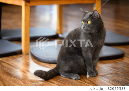A black cat in cat cafe. Cat cafe is a theme cafe whose attraction is cats that can be watched and played with. 82025583