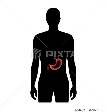 Stomach anatomy 3D Stomach anatomy 3D 82025926