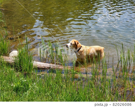 Large dog on shore of Hassell Lake in Arapaho National Forest, Colorado. Large dog on shore of Hassell Lake in Arapaho National Forest, Colorado. 82026086
