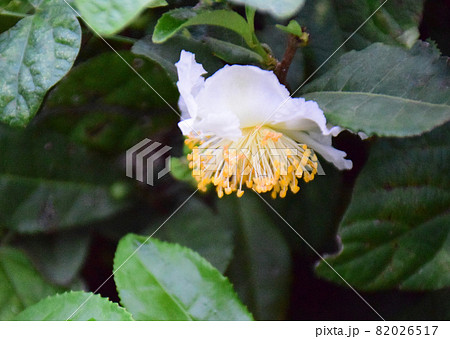 お茶の花一輪 白いきれいなお茶の花 お茶の花一輪 白いきれいなお茶の花 82026517