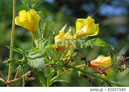 マツヨイグサの花　福島県只見町 82027380