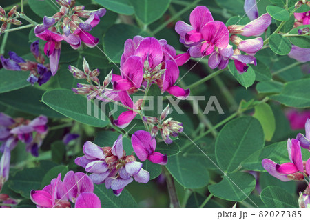 花盛りのハギの木のアップ　福島県只見町 82027385