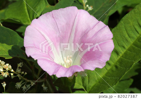 ヒルガオの花のアップ　福島県只見町 82027387