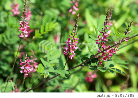 コマツナギの花と葉 福島県只見町 コマツナギの花と葉 福島県只見町 82027388