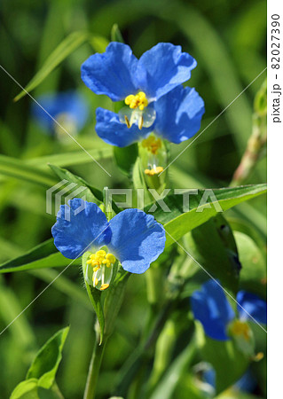 ツユクサの花開く 福島県只見町 ツユクサの花開く 福島県只見町 82027390
