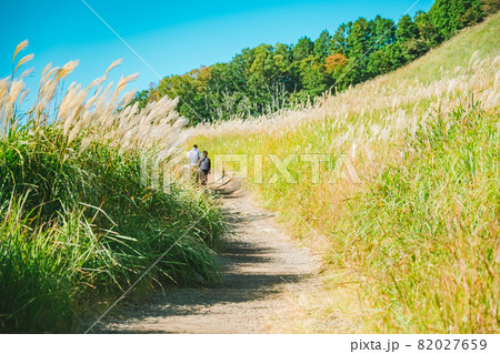 秋の曽爾高原と観光客　風に揺れるススキ 82027659