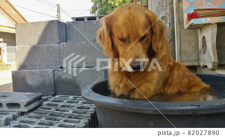 Golden Brown Dog Canine Pet Golden Brown Dog Canine Pet 82027890