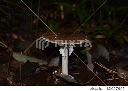 コテングタケモドキ 82027905