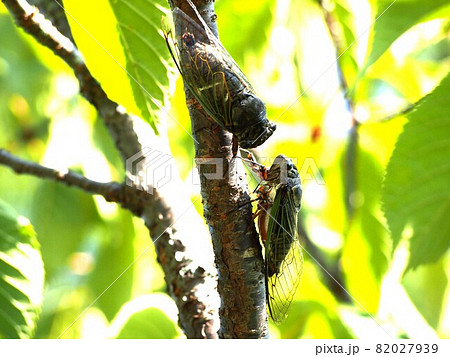 お話し中？（桜の枝を移動してきた二匹のクマゼミ） 82027939