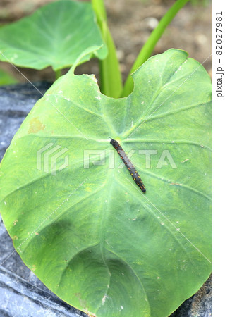 サトイモの葉につく害虫 セスヂスズメの幼虫 の写真素材