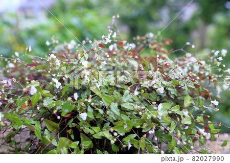 小さく花が可愛い植物 ブライダルベール の写真素材