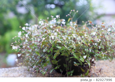 小さく花が可愛い植物 ブライダルベール の写真素材