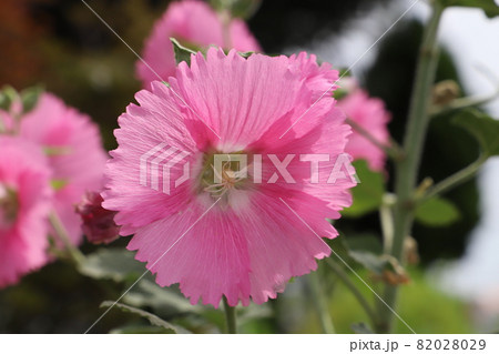 秋の庭に咲くタチアオイのピンク色の花 82028029