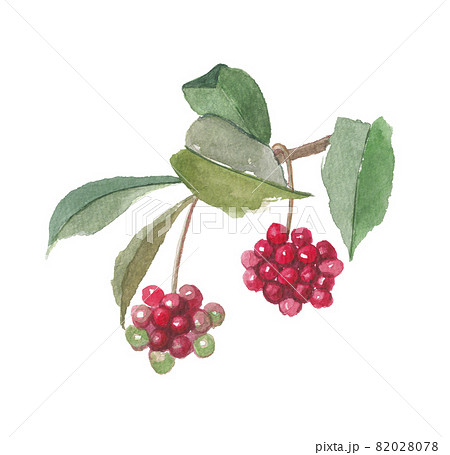 美男かずら サネカズラ 美男かずら サネカズラ 82028078