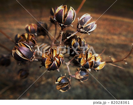 冬のサルスベリ・種 冬のサルスベリ・種 82028361