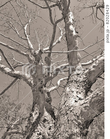 冬のアメリカスズカケ 82028429