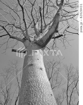 冬のニワウルシ 82028431