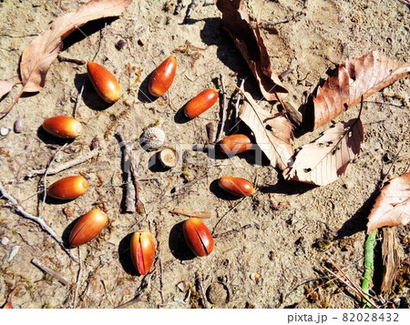 ドングリの集会 82028432