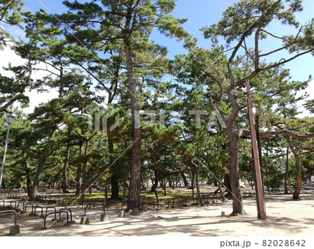香川県：津田の松原（県立琴林公園） 82028642