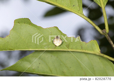 オオトリノフンダマシ 82028770