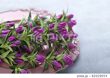 リンドウ ピンクのリンドウ の写真素材