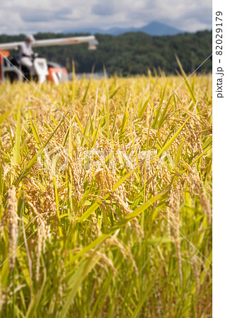 稲穂 稲穂 82029179