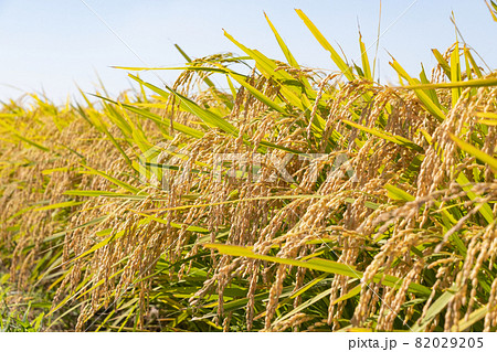 稲穂 稲穂 82029205