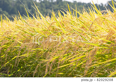 稲穂 82029208
