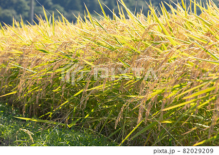 稲穂の写真素材 0299