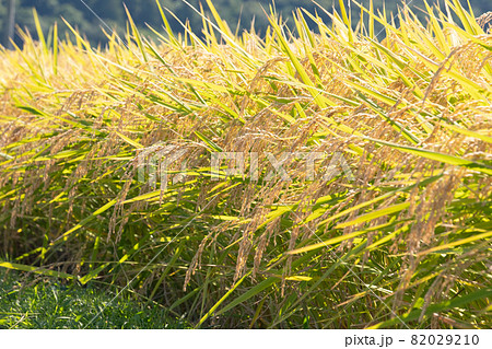 稲穂 82029210