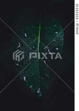 Dew and Green leaves background. Green leaves color dark tone after raining in the morning. Tropical Plant ,environment,fresh,photo concept nature and plant. Dew and Green leaves background. Green leaves color dark tone after raining in the morning. Tropical Plant ,environment,fresh,photo concept nature and plant. 82029316