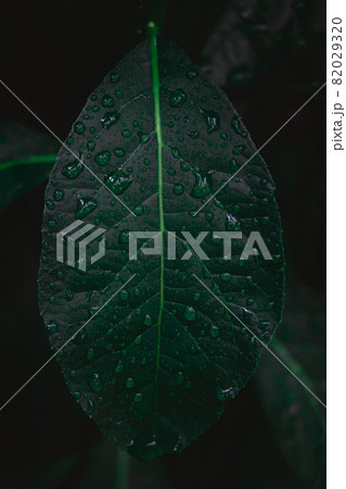 Dew and Green leaves background. Green leaves color dark tone after raining in the morning. Tropical Plant ,environment,fresh,photo concept nature and plant. Dew and Green leaves background. Green leaves color dark tone after raining in the morning. Tropical Plant ,environment,fresh,photo concept nature and plant. 82029320