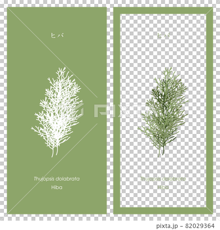 Hiba illustration and silhouette Hiba illustration and silhouette 82029364